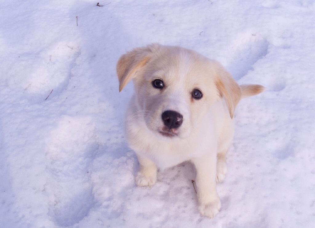 x_3az's tweet photo. 家にこの犬がいなかったら、私共、夫婦ではいられませんでしたねェ。（永六輔）　https://t.co/vmk3zjNsNv