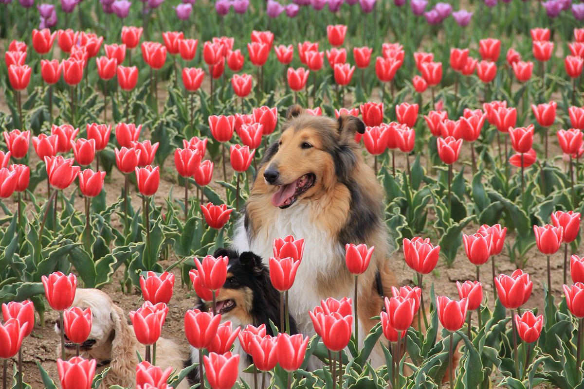 x_3az's tweet photo. 犬は最高に素晴らしい生き物だと思う。彼らは無条件の愛を与える。私にとって犬は人生のお手本だ。（ギルダ・ラドナー）　https://t.co/8rIPO5t6nt