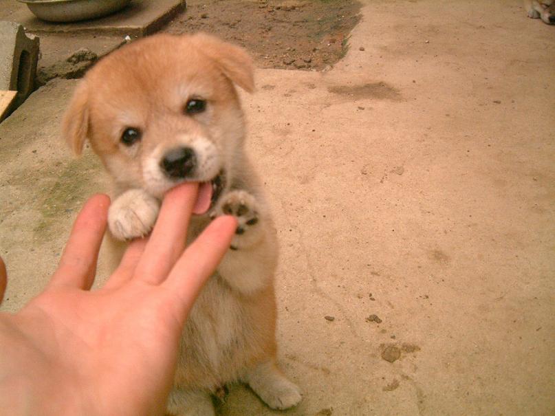 x_3az's tweet photo. 私は犬や猫を大事にしない奴を信用しない。（リンカーン）　　https://t.co/1Bnj81xYpD