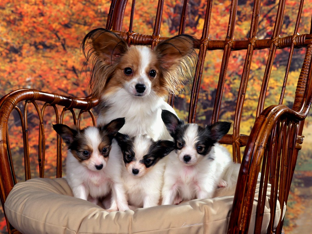 x_3az's tweet photo. 犬は自分の友を愛し、敵に噛み付く。純愛が不可能な人間とはそこが違い、人間は愛と憎しみがいつも混ざり合う。（作者不詳）　https://t.co/MPArJ2tbHa