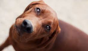 HLGibson_Author's tweet photo. Redbones Revisited http://t.co/NTp0vFrLuC #hunting #timberchopper #coonhounds http://t.co/CeBRVPGR1c