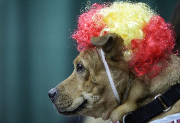 SpotMagazine's tweet photo. Great photos from a pet-tastic weekend at @NWPetFair
http://t.co/sOsRIbf9o3
@Oregonian
#NWPetFun http://t.co/aHwSMWuhl4