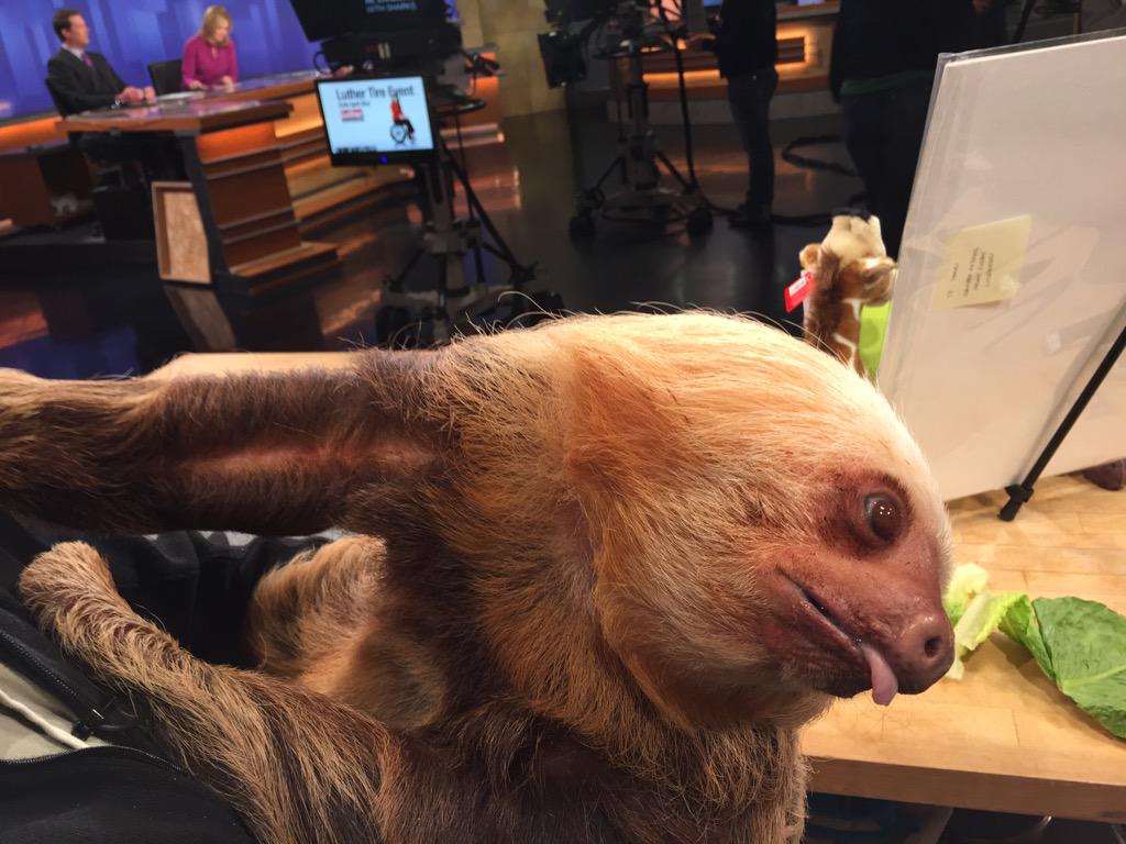 mike_marcotte's tweet photo. Chloe the sloth from @ComoZoo stopped by work today! @ComoFriends @KSTP @KelliHanson1 http://t.co/5oWB6EPeFW