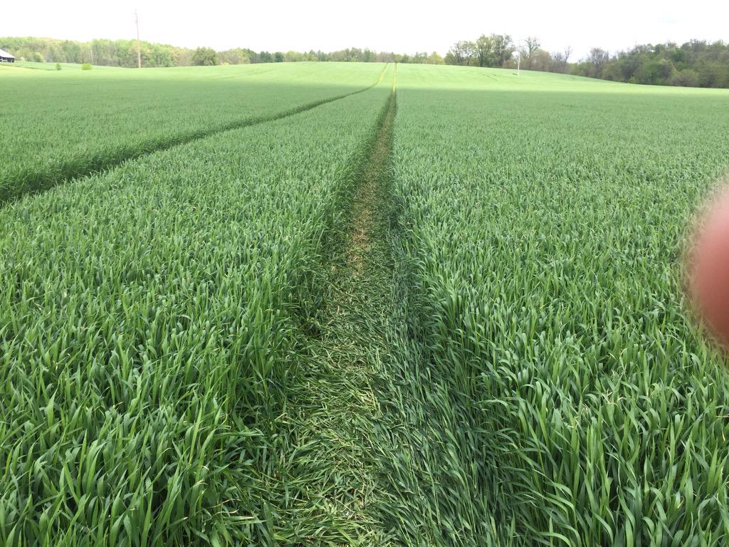 cpswaverly's tweet photo. Use ESN Smart nitrogen on your wheat in Jan. and avoid running over and losing 3 bu/Ac. http://t.co/POZurwqIbC