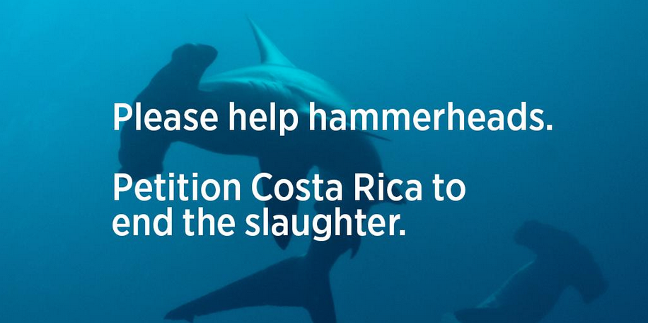 MissionBlue's tweet photo. RT! Please help #MissionBlue raise funds today to fight #hammerhead #sharkfinning &amp; #poaching. http://t.co/NSmesKalvp http://t.co/7JAuPnwxUg
