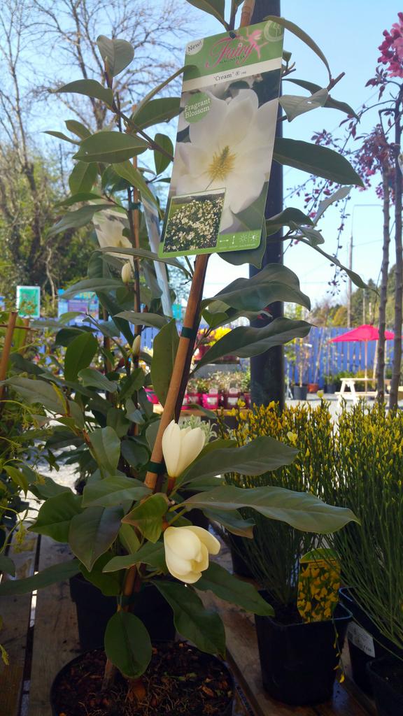SweetMagnoliaGC's tweet photo. Michelia "Fairy Magnolia" a beautifull evergreen magnolia. Scented and flowers all along its stems. http://t.co/IErZps9uQr
