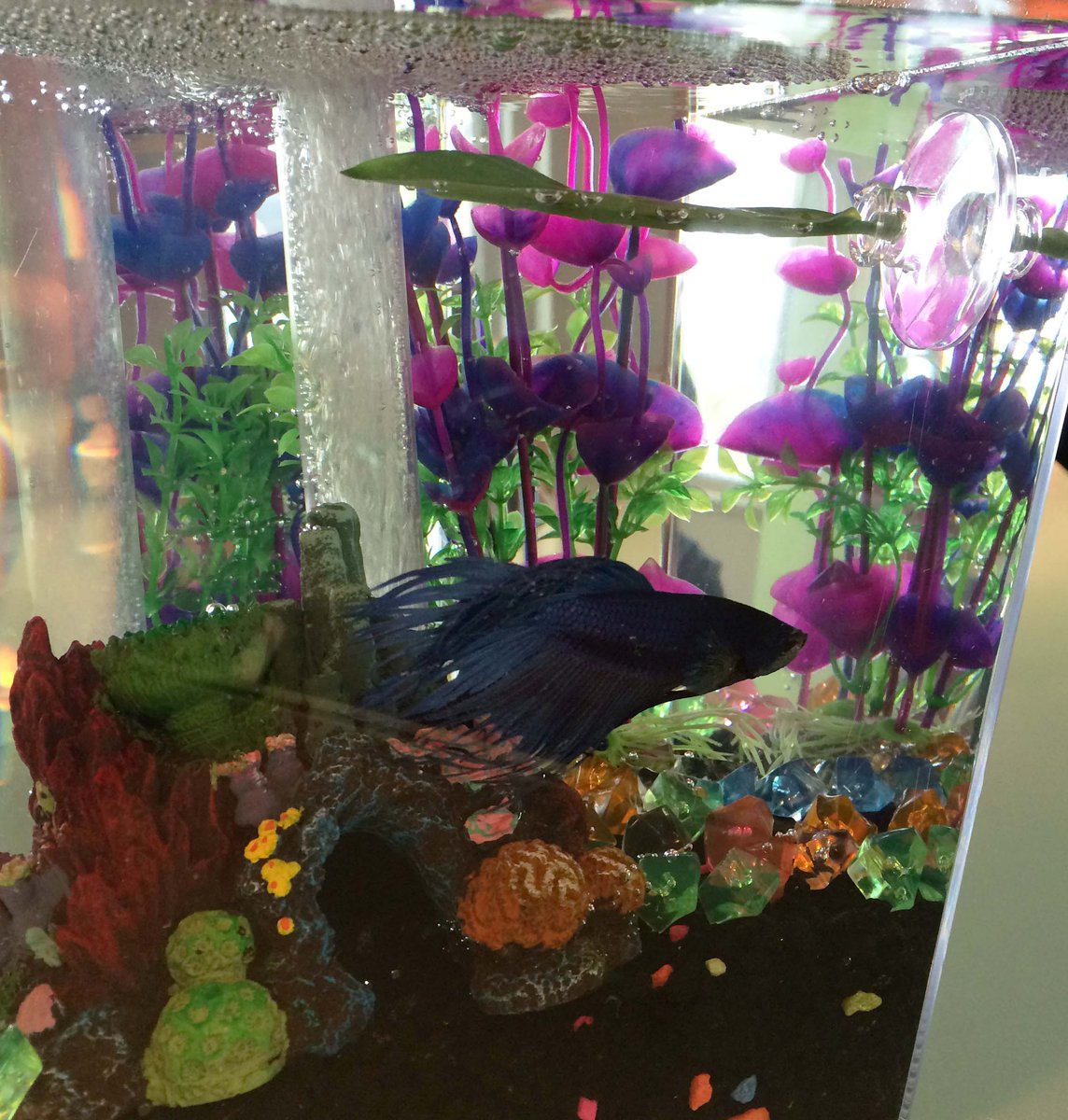 Welcome to my new home! I have just moved in and love having more room to stretch my fins #tanktalktuesday w/ Archie