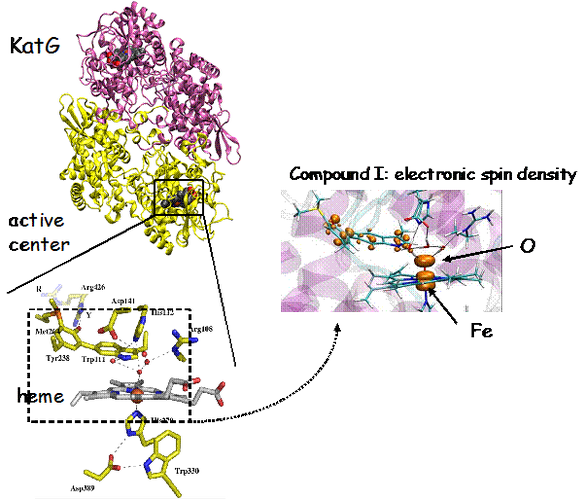 NGHCatalase's tweet photo. Catalase has only recently been studied in detail. #catalasexp http://t.co/DYGoTx5IRE http://t.co/J9RanPVM4n