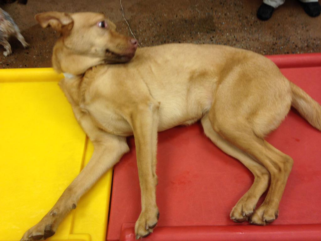 1582Petsmart's tweet photo. Opps belayed Cali photos!!! @Spare422 ❤️🐾such a sweet girl!!!! http://t.co/2N74fbdGNB