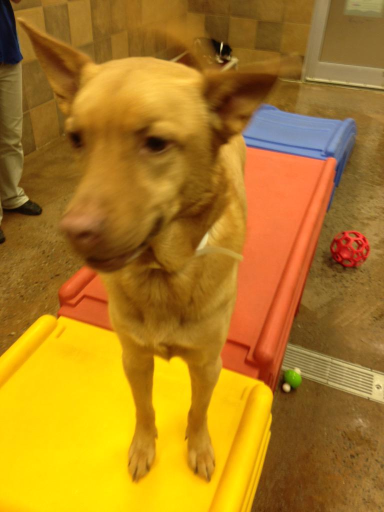 1582Petsmart's tweet photo. Opps belayed Cali photos!!! @Spare422 ❤️🐾such a sweet girl!!!! http://t.co/2N74fbdGNB