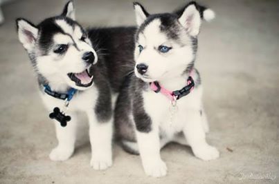 Bicharia's tweet photo. Sua dose de fofura diária! <3 http://t.co/o3JIrSTn9O