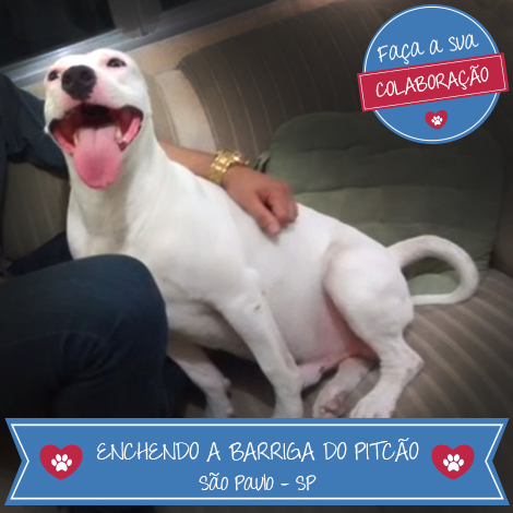 Bicharia's tweet photo. Esse projeto da PitCão merece todo amor no coração. Até rimou! Acessa aí: http://t.co/XWhMkz5xPM (RT ajuda!) http://t.co/HalUOAtddG