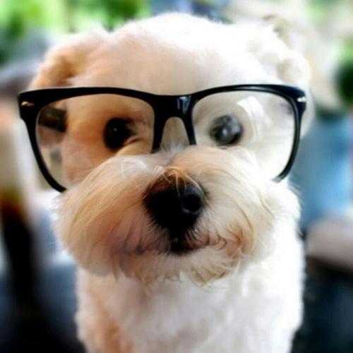Bicharia's tweet photo. Dose diária de fofura! <3 http://t.co/5YPb3vFtgh