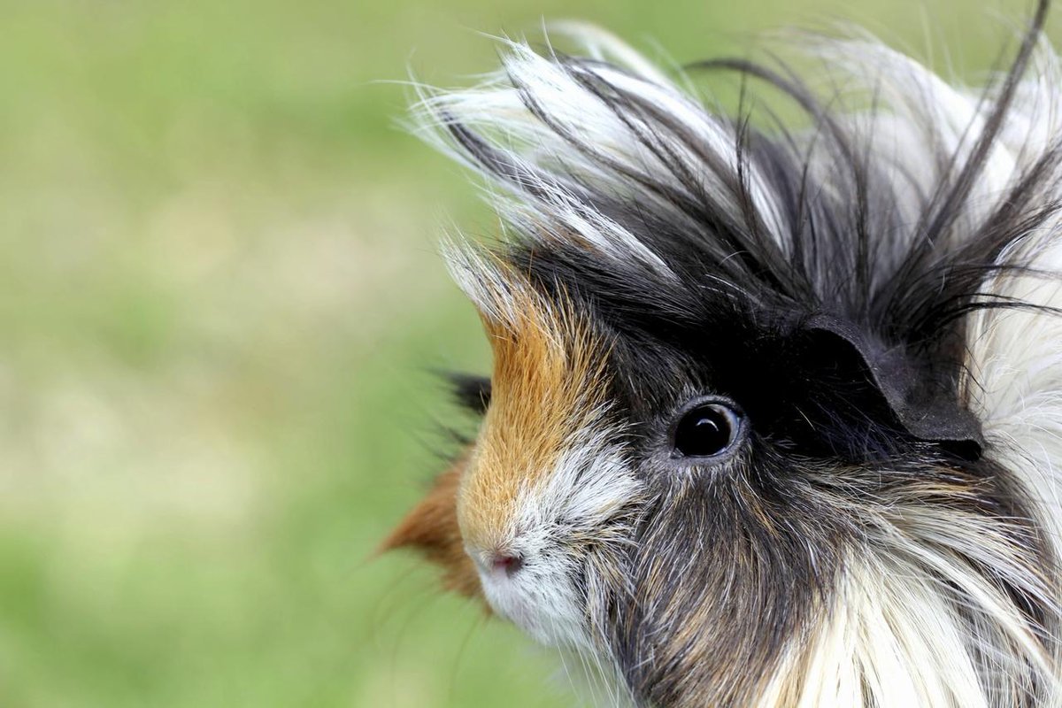 What is the Average Lifespan of a Guinea Pig, Life Expectancy