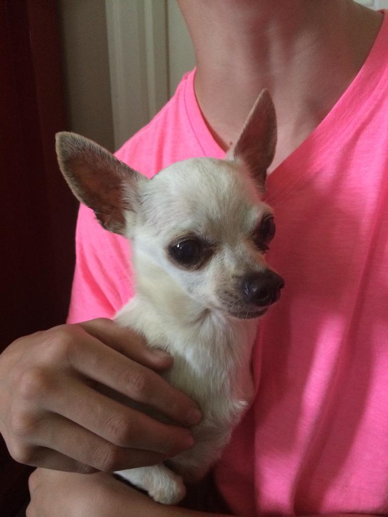 Found dog in Peachtree area. <a href="/joeimel/">Joe Imel</a>