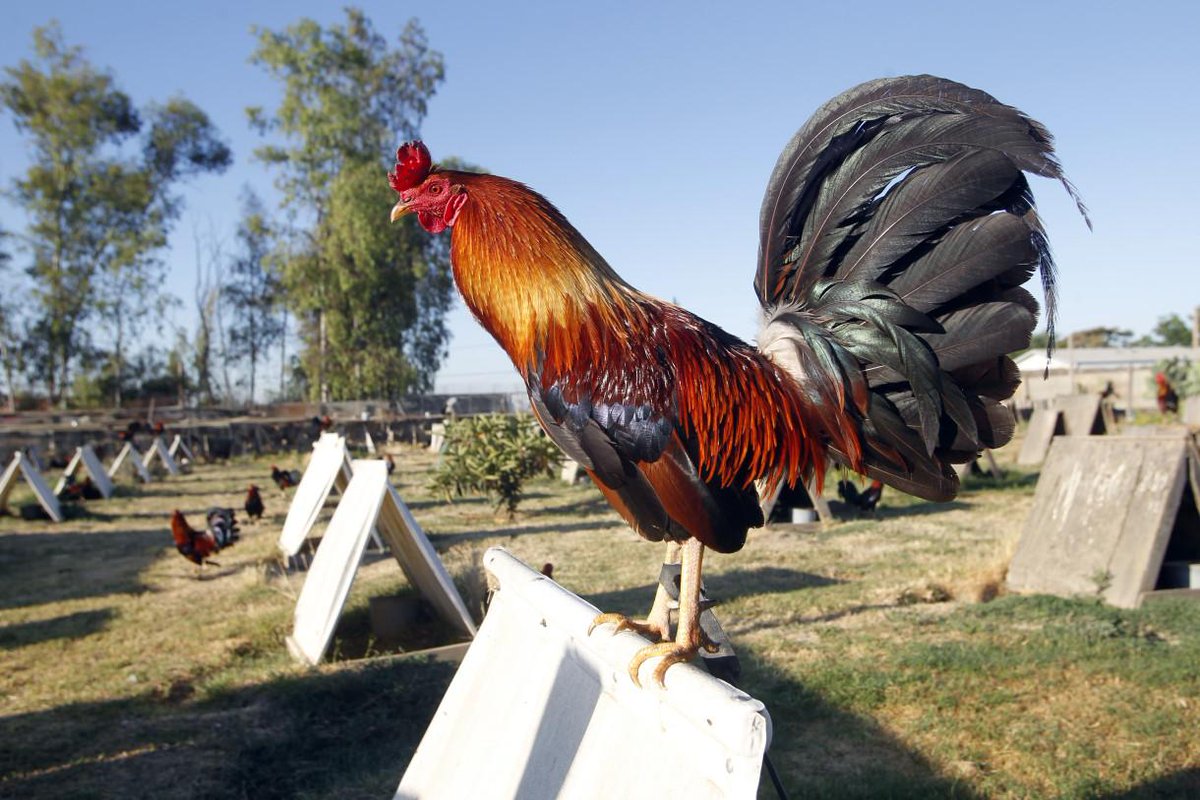humaneworldorg's tweet photo. Great news! Tennessee FINALLY combats #cockfighting: http://t.co/G5G7cAp8g4 http://t.co/cWjTnrZrC3