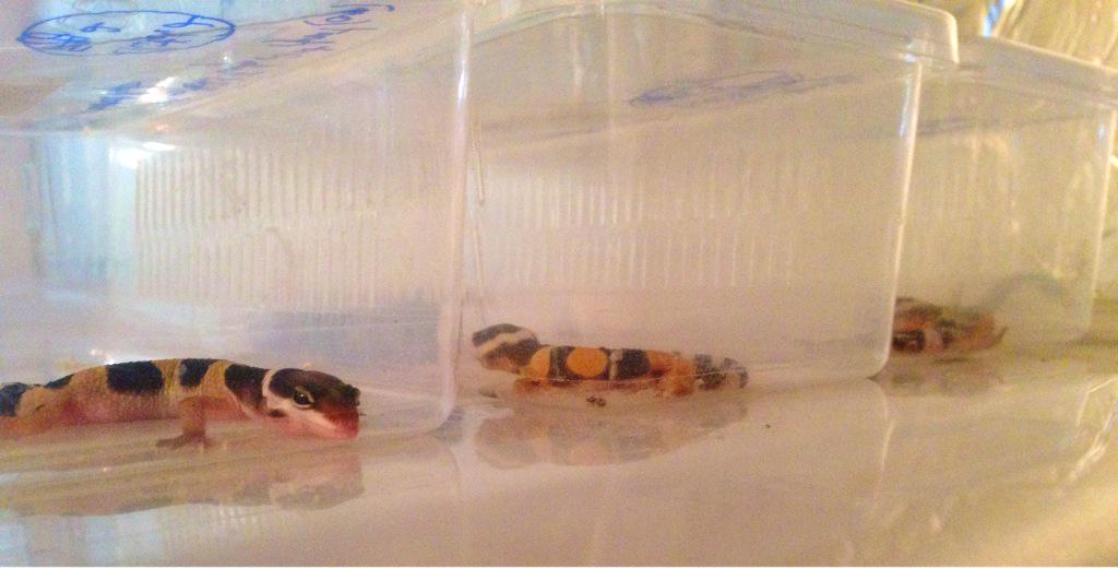 PLGeckos tweet picture