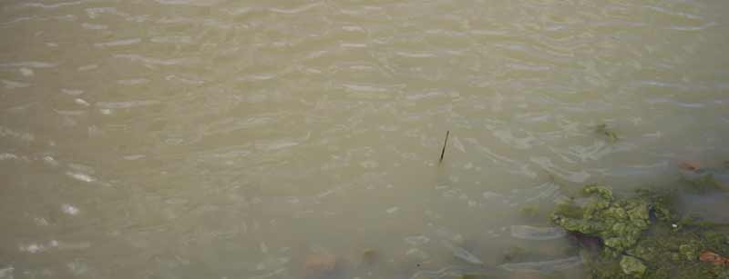 KoiPondExperts's tweet image. Simple Solution to Clear Pond Water. Clear your pond quickly &amp;amp; easilywith these 2 products. pondexperts.ca/simple-solutio…