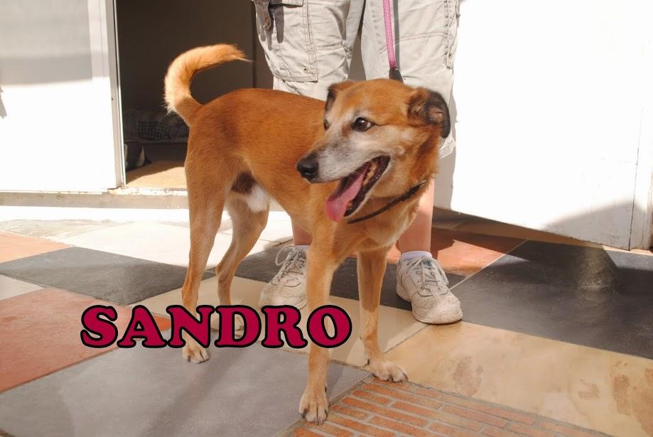 protemalaga's tweet photo. Sandro es un abuelito q necesita acogida o adopción urgente! La prote no es sitio para el, lo está pasando fatal! http://t.co/D4iwAqPjr2