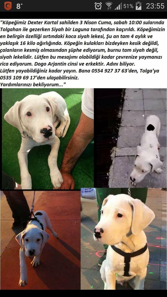 RedhackAngels's tweet photo. @ipekbagriacikk Minik yavruyu kaçırmışlar. Ltf RT! http://t.co/oT2BlnAZLo