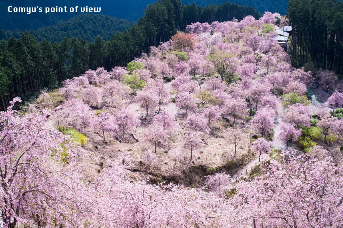奈良県にある 天空に浮かぶ桜の園 桃源郷 と称される絶景の桜スポットがある 幻想的な写真の数々を集めてみた Togetter 奈良県にある 天空に浮かぶ桜の園 桃源郷 と称される絶景の桜スポットがある 幻想的な写真の数々を集めてみた Togetter
