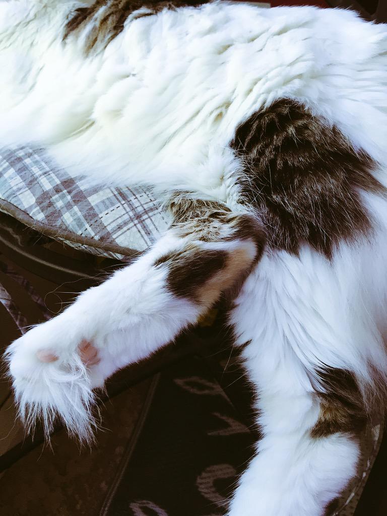 Curly_Eared_Cat's tweet photo. Happy #TOESday πΈ
#catsoftwitter #toetufts http://t.co/9xEOwLNrsT