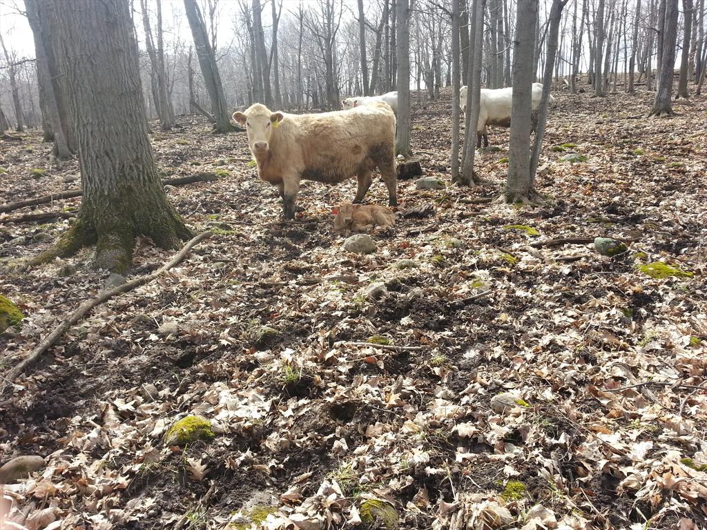 Grandview Farms tweet media