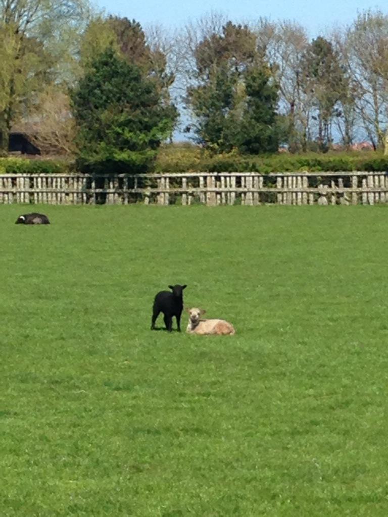 Lovely out our way today. Sat hi to a few if our locals