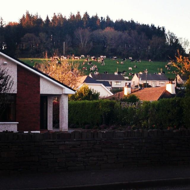 Bea Díaz tweet media