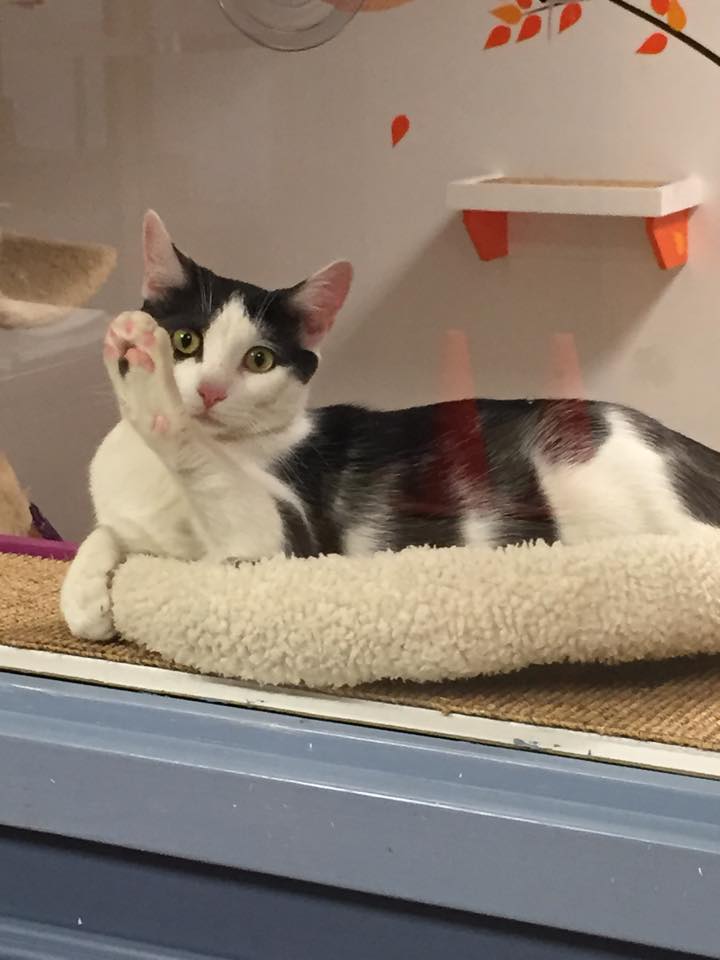 PAWSCT's tweet photo. Matzoh is 8 month old spayed female who is waiting for her forever home.    #adoptioncat http://t.co/c5ebVca2GT