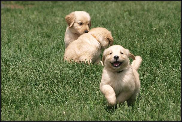 FscBarnettHall's tweet photo. Enjoy these puppies. You deserve it. http://t.co/TnLu24AxFl