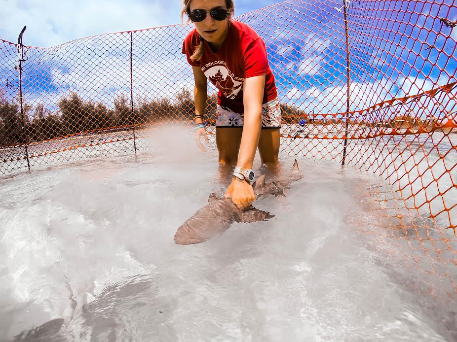 dr_felisea's tweet photo. Ready to time #sharks behaviour with #myfreestylewatch #performancetiming #SharkClip @freestyle_watch http://t.co/uLK2Trcvna