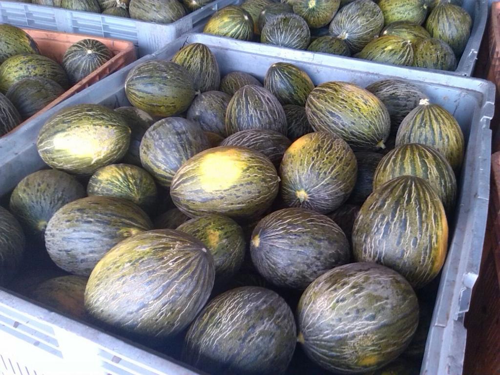 diego_maestre's tweet photo. Finura melon from Senegal ready to ship to Spain, tasteful fruit! By @rijkzwaanES http://t.co/38IMDJ0t5e