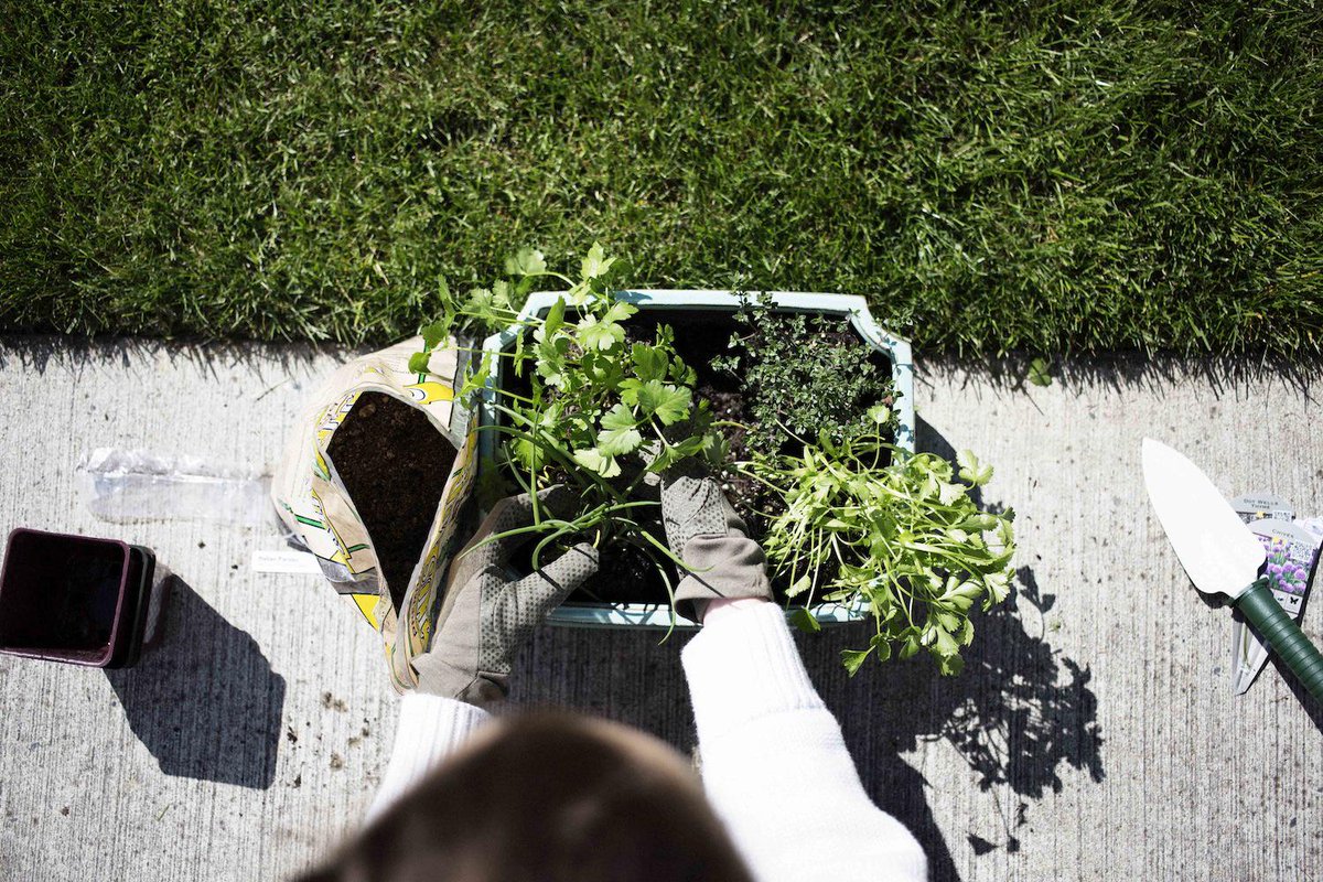 EvolutionFresh's tweet photo. #NowGrowing: parsley, thyme, chives, and cilantro for our favorite salads and smoothies. http://t.co/cw5NqkmtVJ