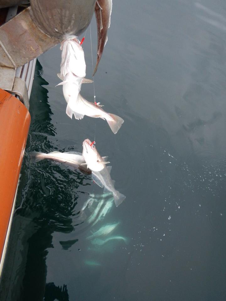 kellysmackerel's tweet photo. My flies don't just catch mackerel... #mackerel #mackerelflies #fishing #fish #seafishing #angling #Northumberland http://t.co/OlJ6S6lVIa