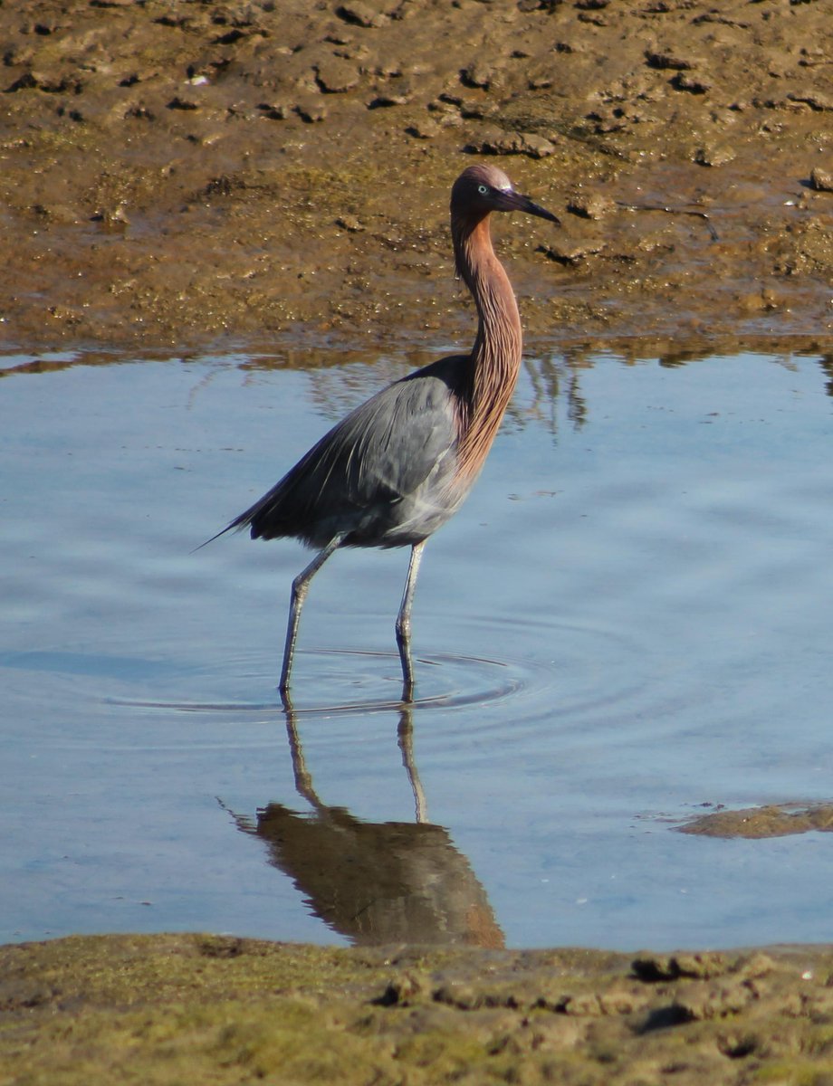 AmigosBC's tweet photo. Your donation helps us conserve the wetlands! https://t.co/9Ej0jPcmkt #iheartAmigos #iheartOC #wetlands #BolsaChica http://t.co/iNHCiLnnvz