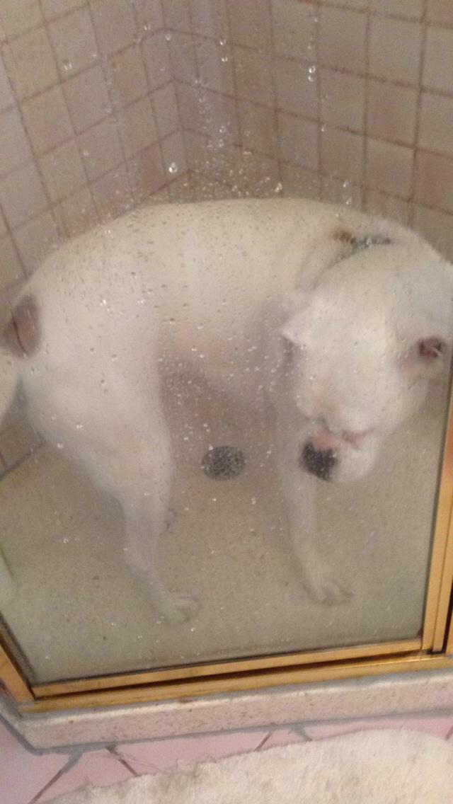 Ruby_The_Doggy's tweet photo. It's impawsible for me to say no to a shower, especially after the cardio I did today #showerselfie http://t.co/O823yFbGoT