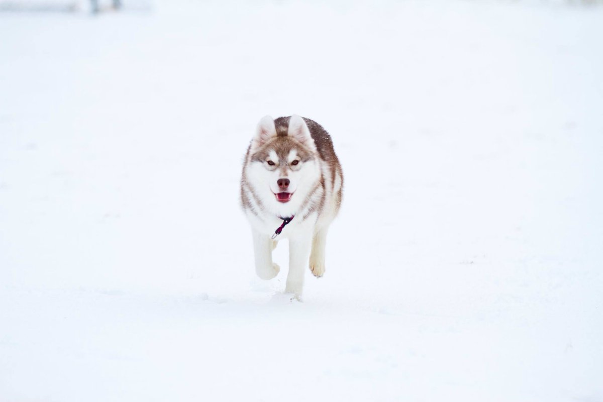 Wish I was as cool as #Maura my #SiberianHusky #puppy