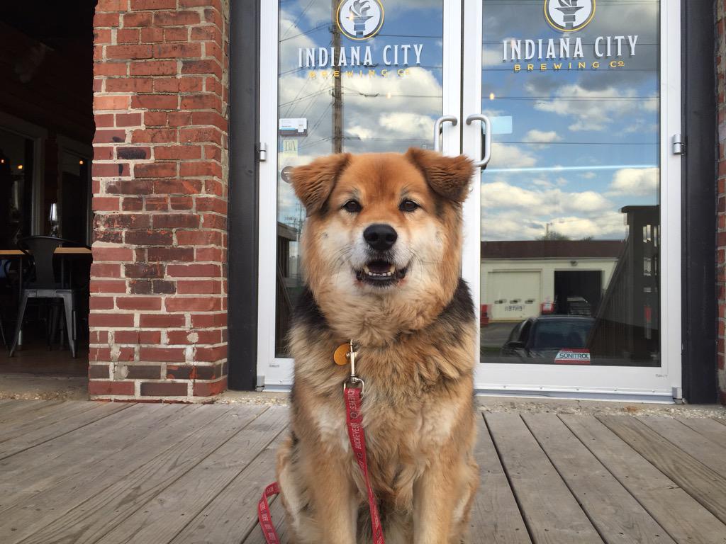 AmyBHaneline's tweet photo. Snickers loved @IndianaCityBeer! So much I could hardly get her to pose. Oh well! #SnicksPicks http://t.co/ELFHr5upvn