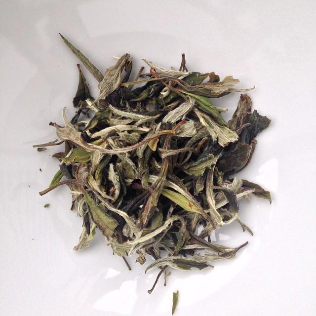 CSinensisClub's tweet photo. This is the wild Bai Mudan (or "white peony") #tea we're buying right now. There's only 50… http://t.co/EO9gcfL1EQ http://t.co/aWVO1h8M5h