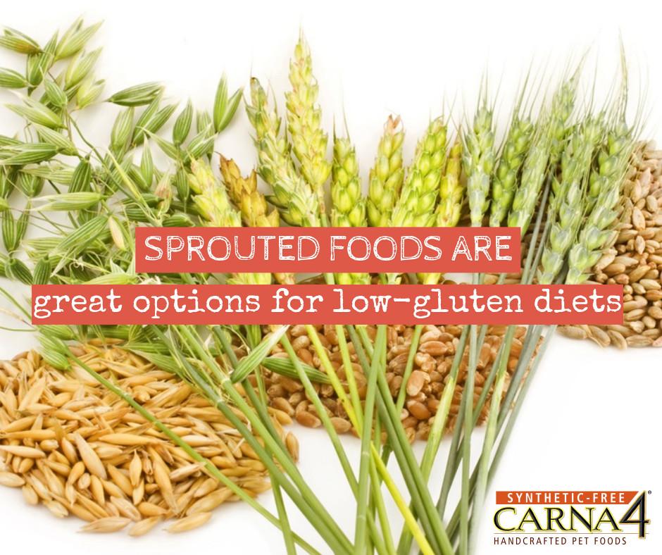 Carna4natural's tweet photo. Sprouted foods are great options for low-gluten diets. #sproutednutrition #lowglutendiet #CARNA4 http://t.co/n1de0EQJsT