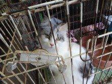 p_animal_q's tweet photo. 「鳥かごに猫」「不潔で悪臭」…苦情１００件、劣悪環境のペットショップ(パピオン)に業務停止命令(産経新聞) http://t.co/WkJ3O4BzuC

パピオンを問題視したブログ http://t.co/CrhqSOBkaz http://t.co/9LHDNNi1y9