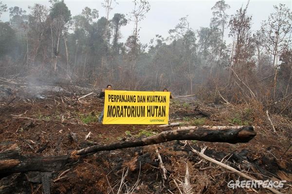 GreenpeaceID's tweet photo. Sepucuk surat untuk presiden dari tengah hutan yang terbakar  http://t.co/7BfY9ZQoO7 http://t.co/74wKdb82Fh
