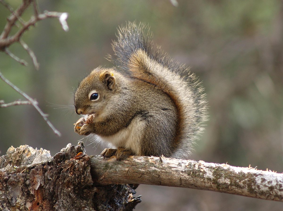 JuliaShonfield's tweet photo. #BestFieldWorkPic from my MSc @KluaneSquirrels, one of my study subjects, @Wild49Eco http://t.co/fzHtZ8ekMh
