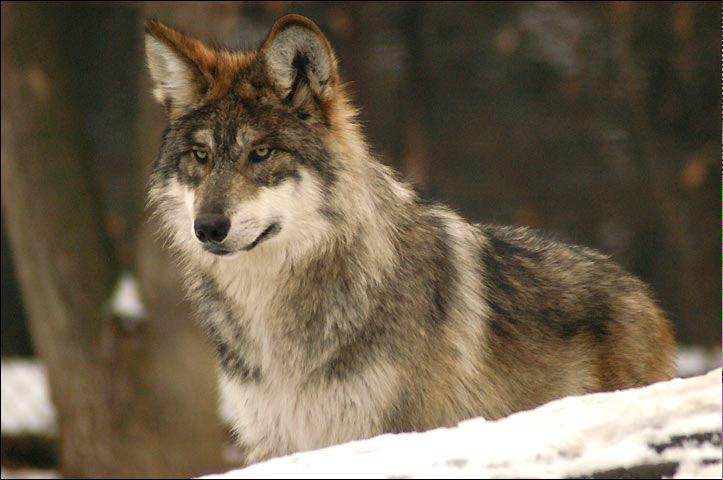 ||New acct not new to RP open to RP and create a few SL's|| "So mind retweeting for this Irish lad."