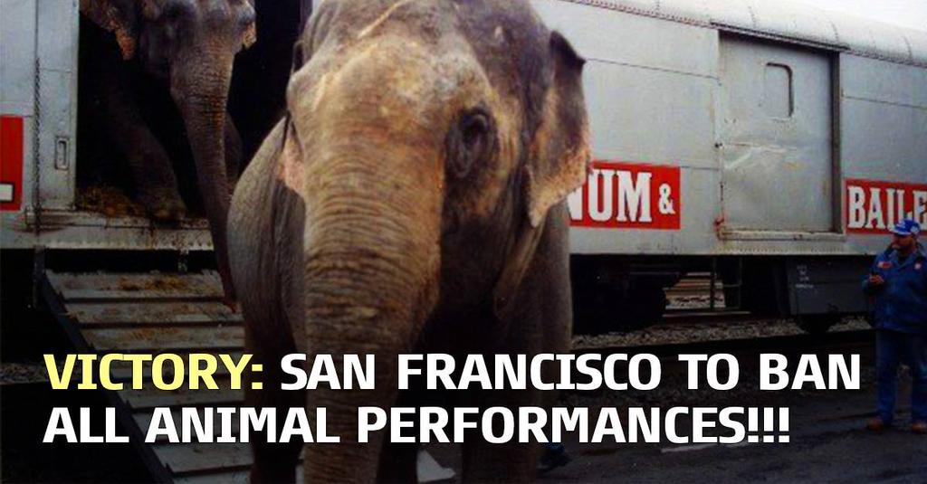 PETAShares's tweet photo. RT if you want EVERY city in the U.S. to BAN animal acts just like #SanFrancisco! #BoycottTheCircus http://t.co/Hs3KW0qDW9