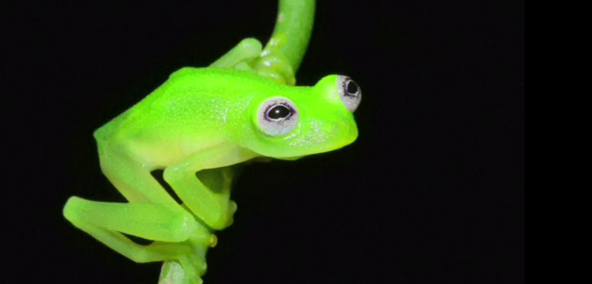 YouTube's tweet image. Kermit? goo.gl/2AQ5Cc