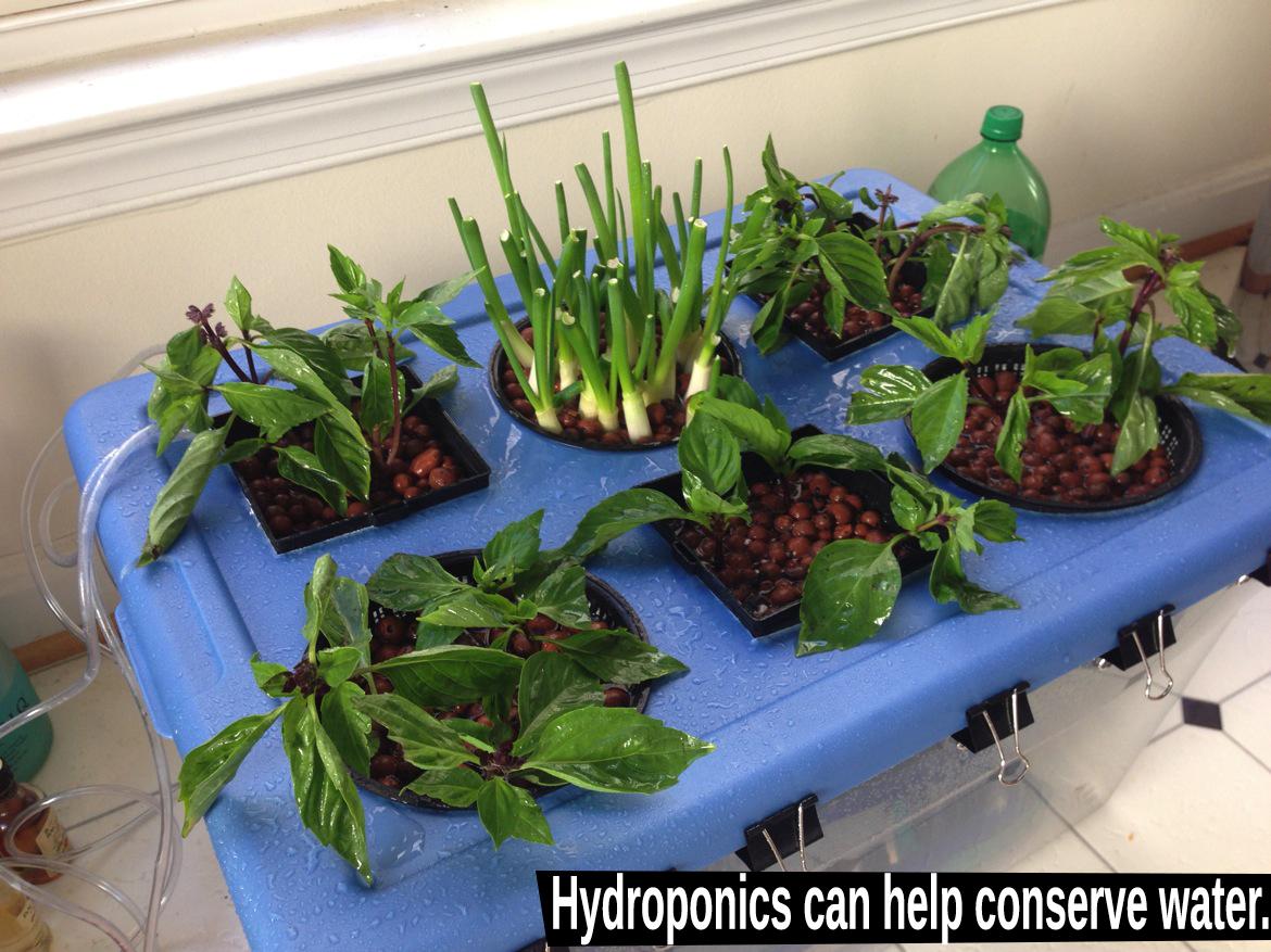 dealzer's tweet image. Did you know that Hydroponics uses 90% less water than traditional farming methods?
