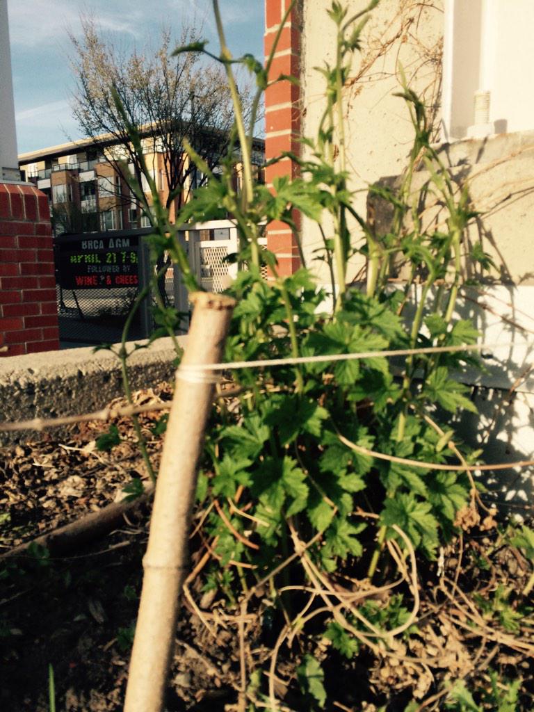 Rooftop hops 1-1/2 foot tall already!