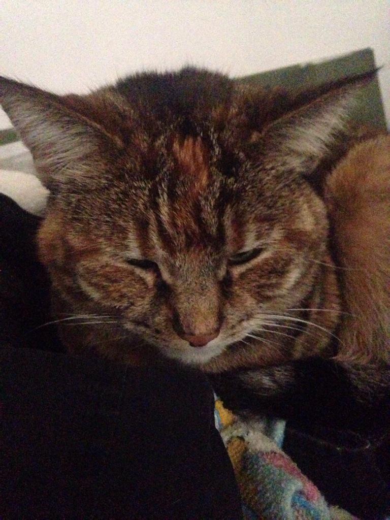 AllCatsAreButts tweet picture